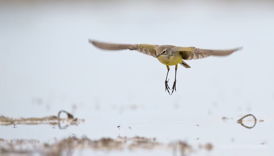 Iš gulimos padėties nufotografuoti skrendantį mažą paukštį yra daugiau sėkmės, nei išmanymo reikalas. Geltonoji kielė skrydyje.