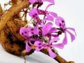 Pelargonium sidoides (Umckaloabo, root and flower)