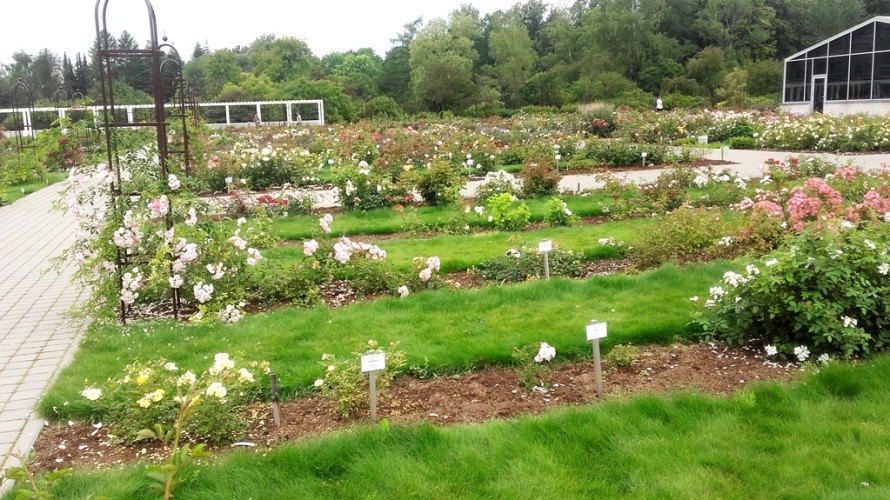 Botanikos sodas - rožės 2