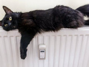 Katinas-ant-radiatoriaus