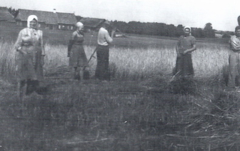 Rugiapjūtė Kriaunų kaime apie 1950 m.